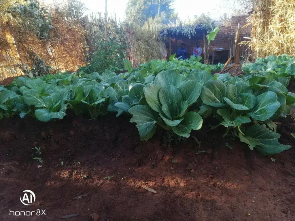 Harvest and work in the field, Madagascar